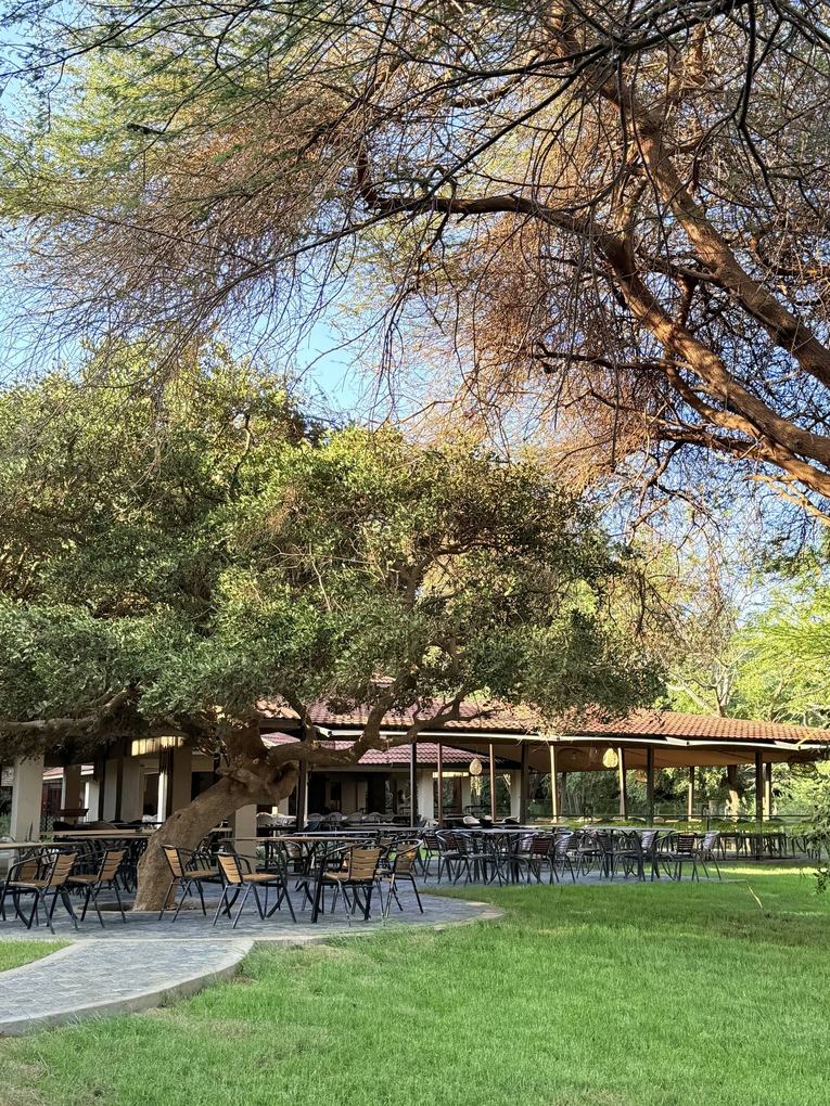 Outdoor dining tables under a spreading tree by the thatched restaurant at Ashnil Aruba Lodge