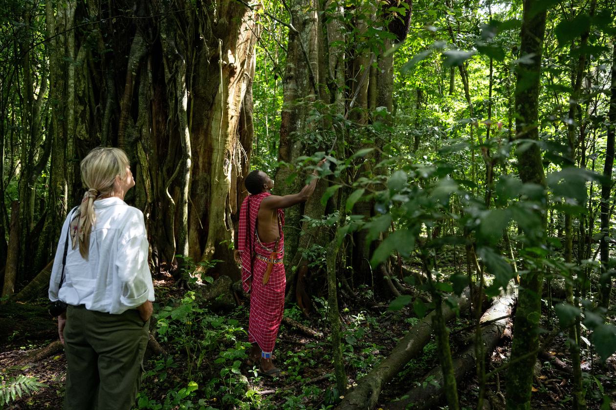 A Maasai guide points out a giant fig to a guest on a cloud-forest walk from Finch Hattons.