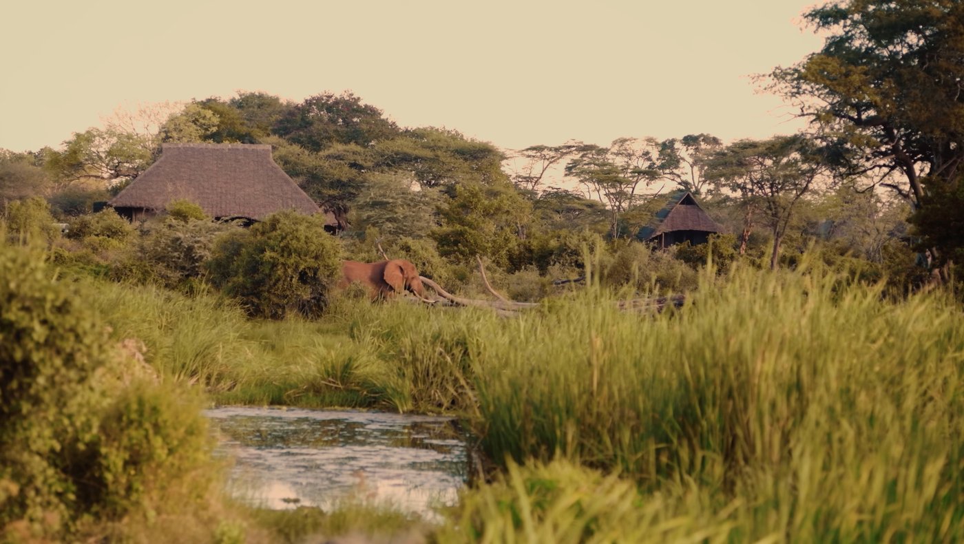 An elephant drinking at the springs between suites at Finch Hattons.