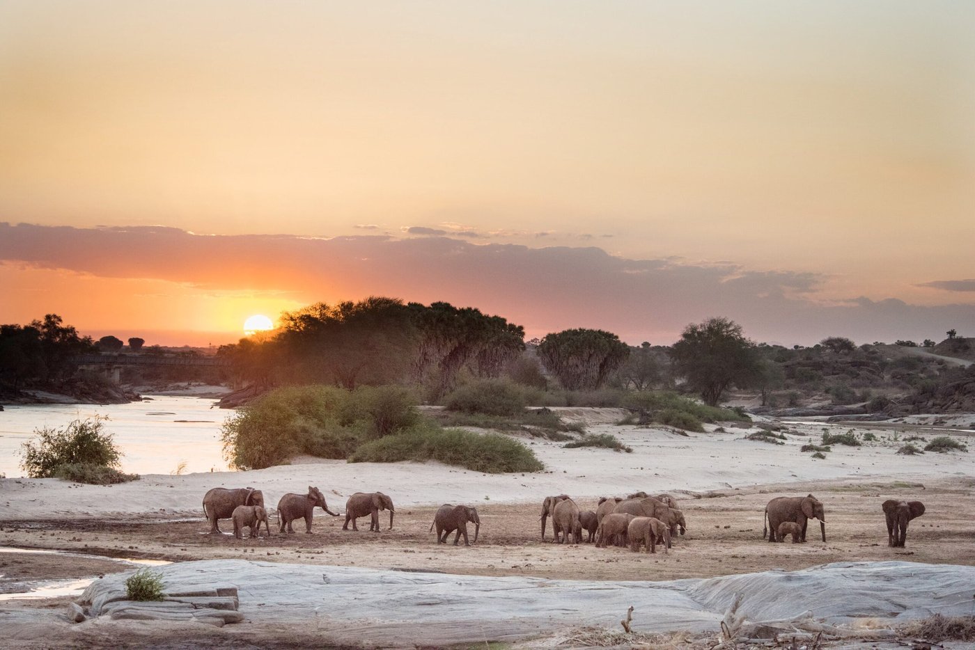 Elephants cross a sandy riverbed beneath a glowing sunset near Galdessa Camp