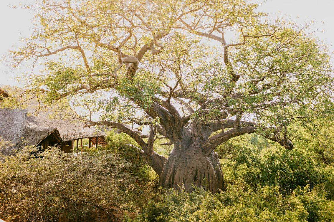 A giant baobab towers beside the thatched roof at Ithumba Private in Tsavo