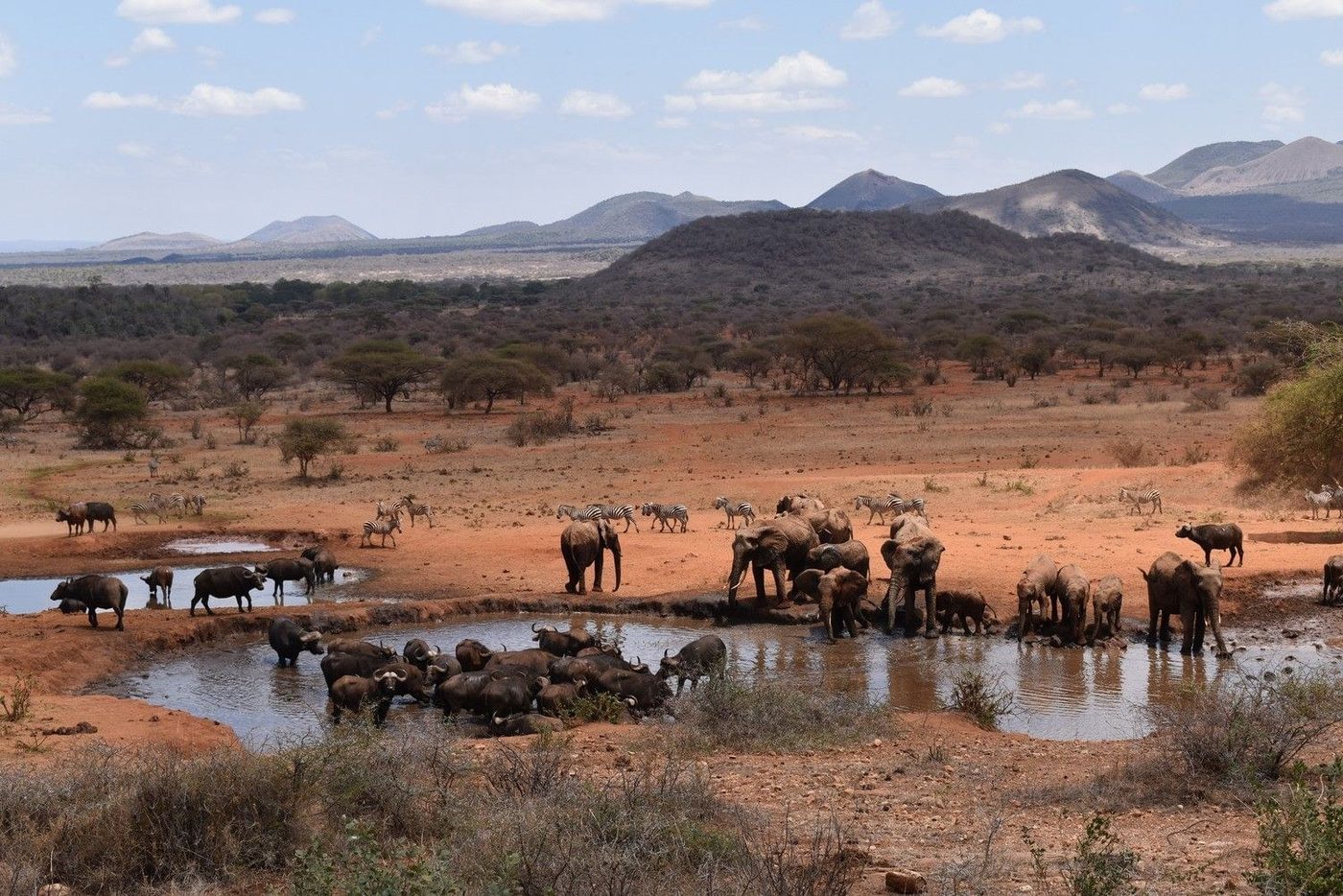 Elephants and wildebeest drinking together at the waterhole below Kilaguni Serena Safari Lodge