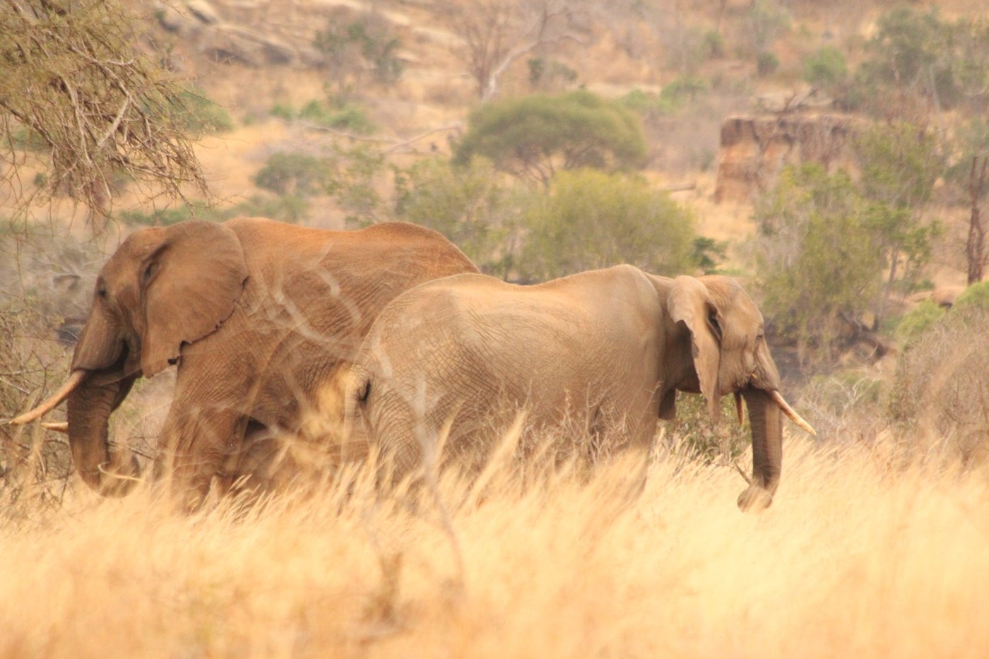 Two elephants walking through golden grass near Kitani Bandas