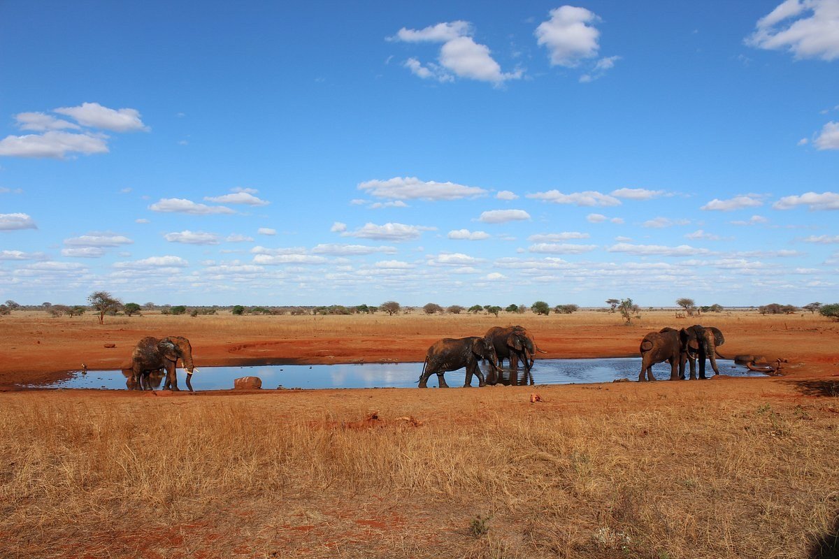 Elephants drinking at the waterhole, seen from the terrace at Ngutuni Safari Lodge