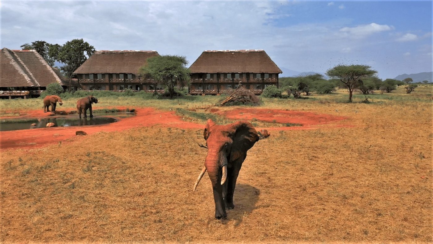 Elephant walking past red earth near the buildings at Ngutuni Safari Lodge
