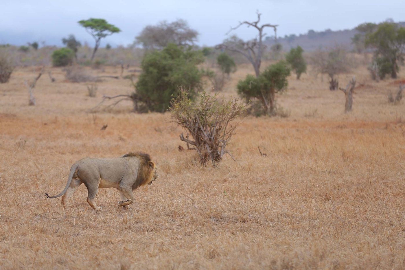 Lion walking across dry grassland near Salt Lick Safari Lodge