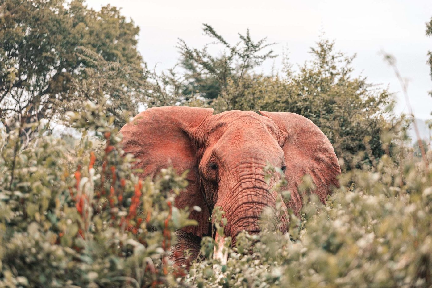 Elephant grazing in thick bush near Salt Lick Safari Lodge