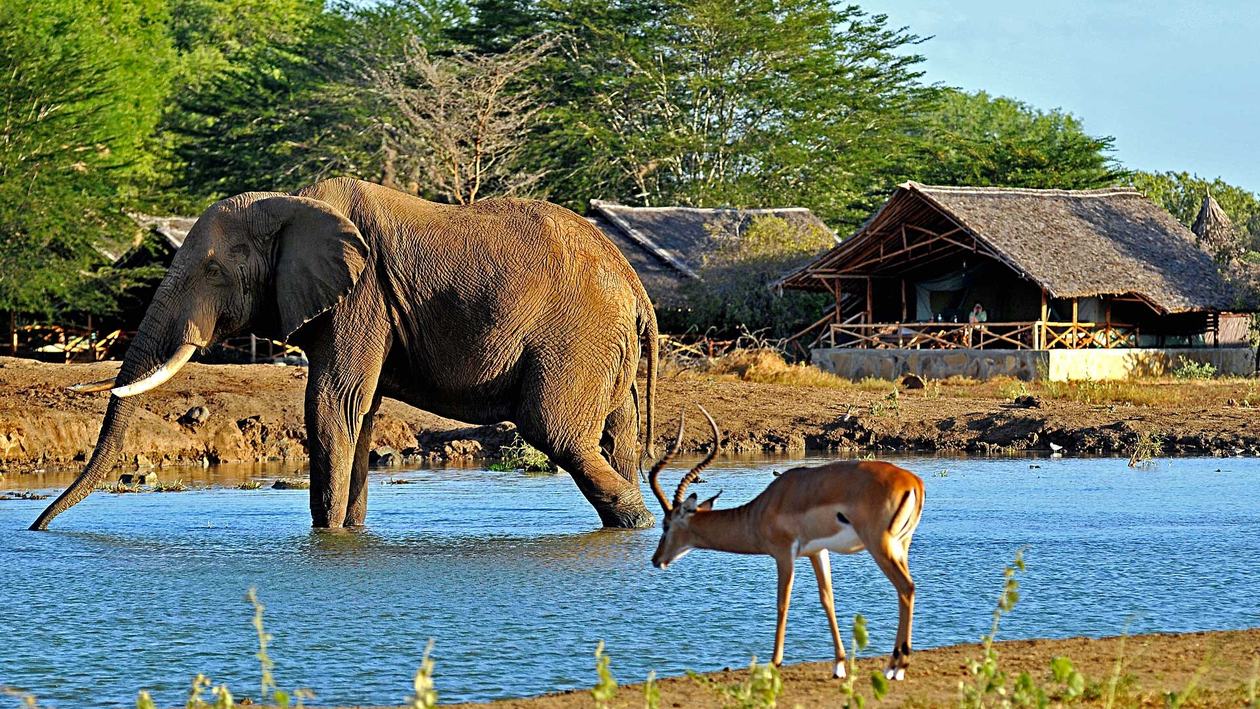 Elephant drinking at the floodlit waterhole with thatched rooms of Satao Camp behind it in Tsavo