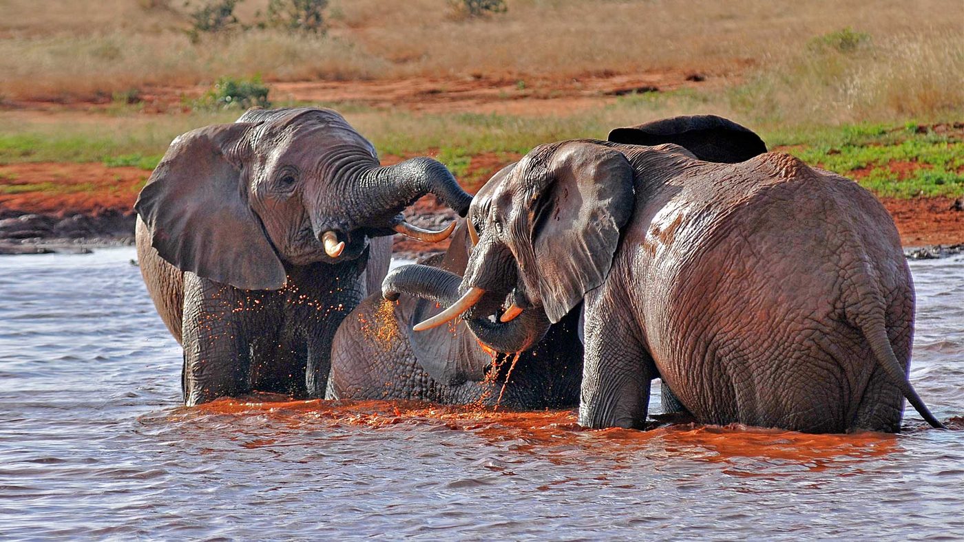 Elephant family wallowing in red mud at the waterhole in front of Satao Camp