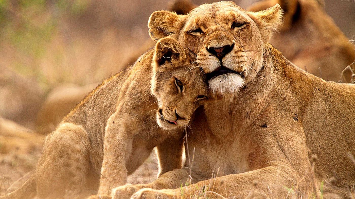 Two lionesses resting together near Satao Camp, spotted during a game drive