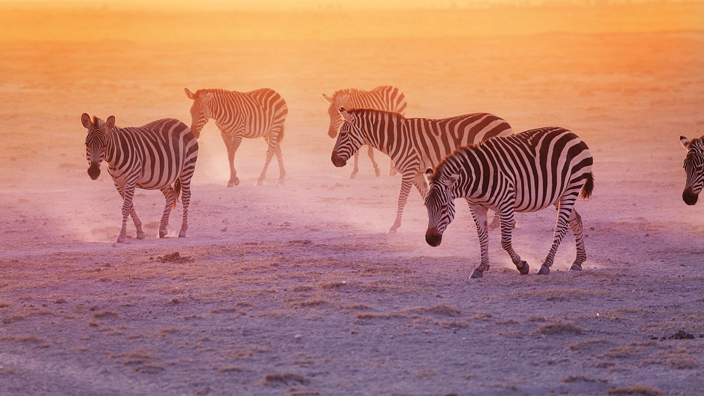 Zebras crossing dusty ground at sunset near Satao Camp
