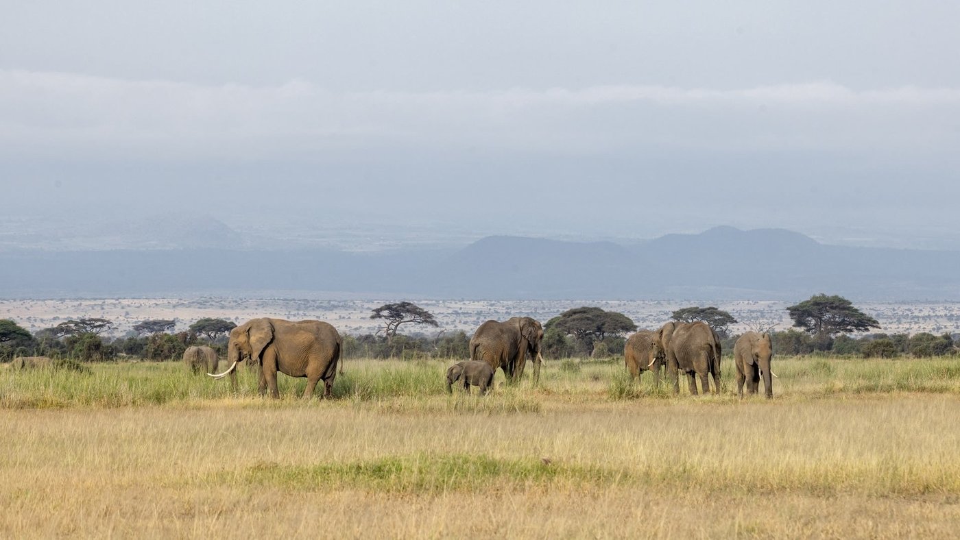 Elephants graze across open grassland with misty hills behind at Sentrim Tsavo East Camp