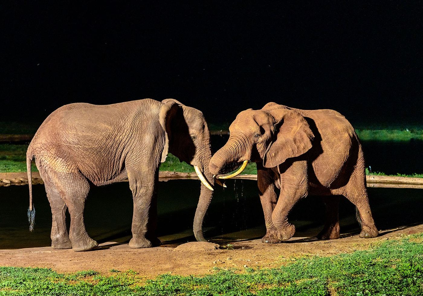 Two elephants touch trunks at the floodlit waterhole fence at Voi Wildlife Lodge