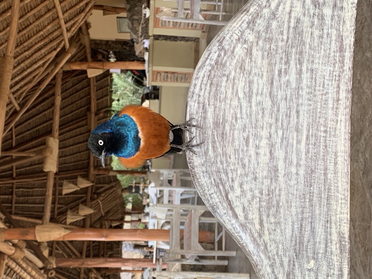 A superb starling on a chair back in the dining banda. They are tame here and they will help themselves if you leave a plate.