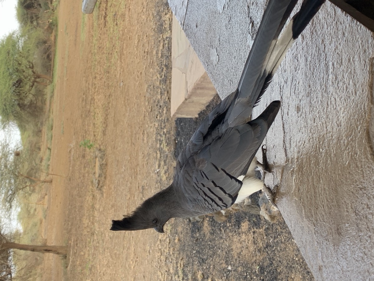 A white-bellied go-away-bird on the wall beside the path through camp. This is what unfenced means in practice: the bush starts where the paving stops.