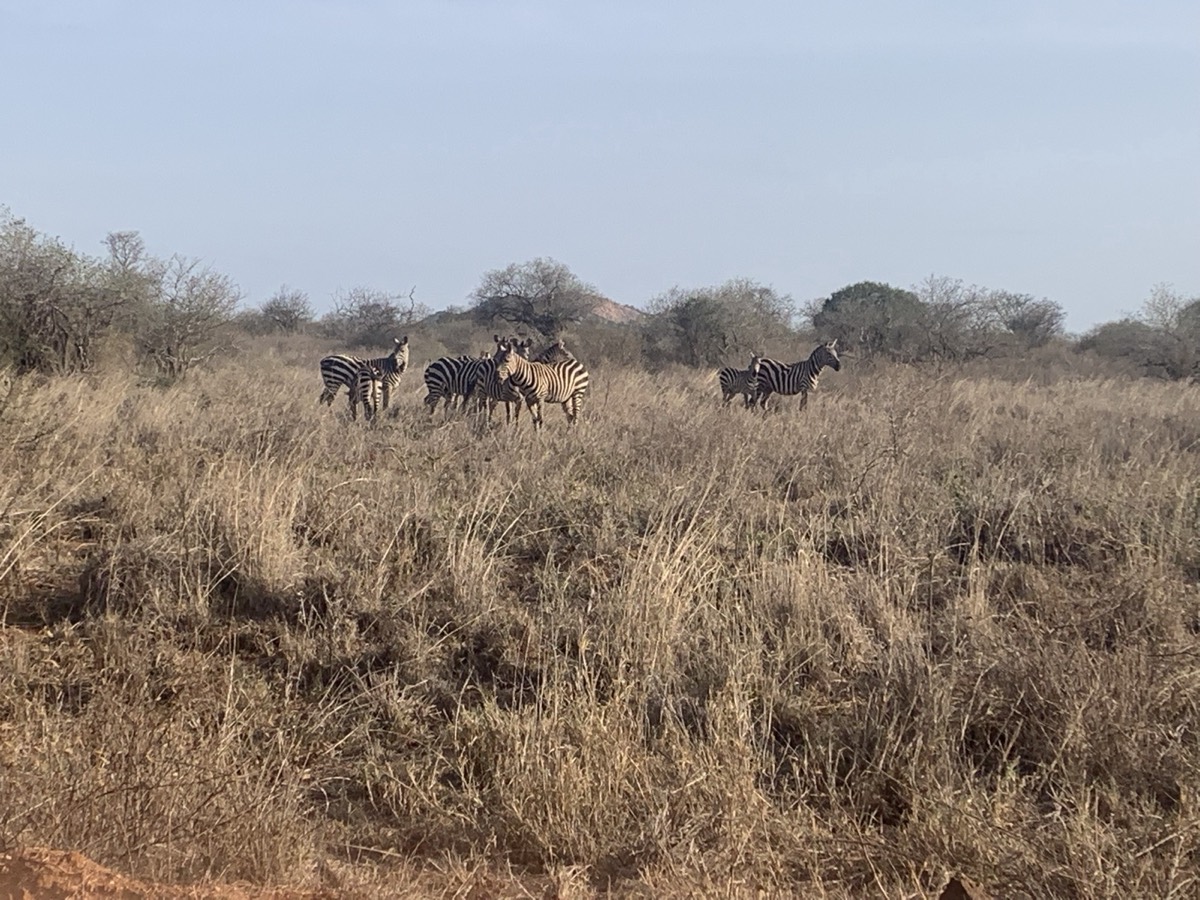Zebra standing in tall dry grass in Tsavo