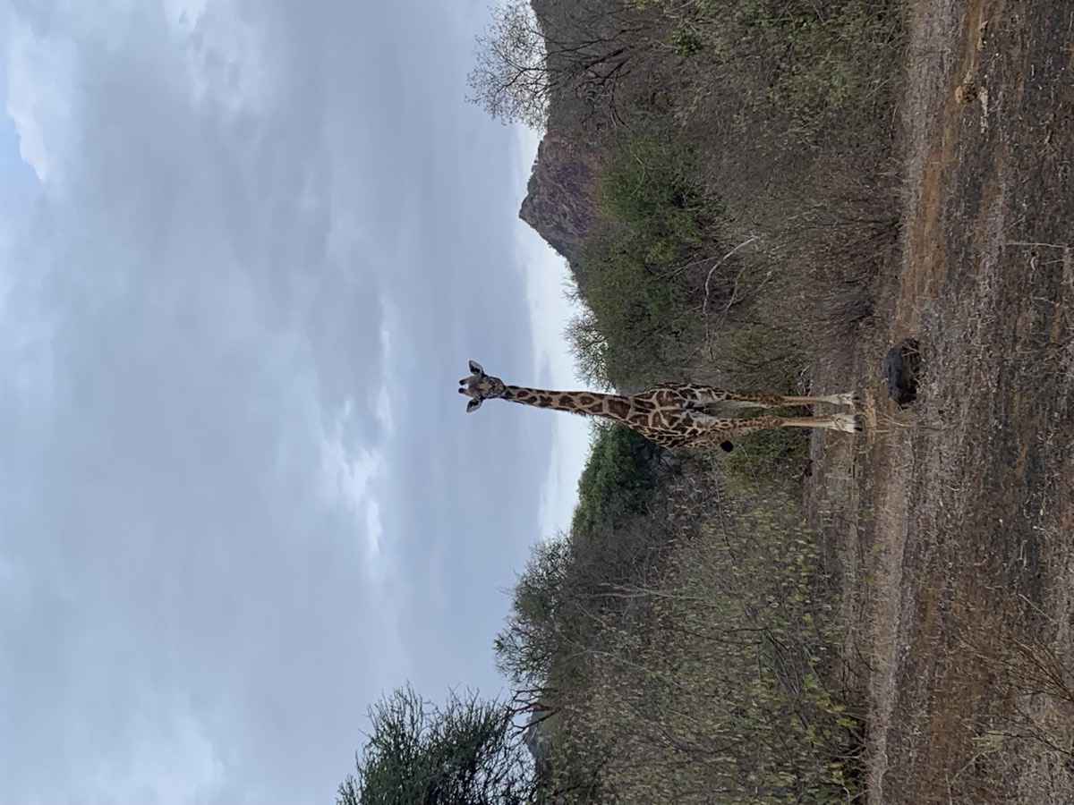A Masai giraffe standing in front of the volcanic hills of Tsavo West