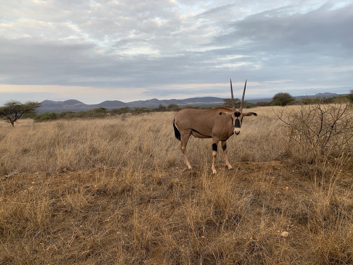A fringe-eared oryx in golden grass at first light, hills on the horizon